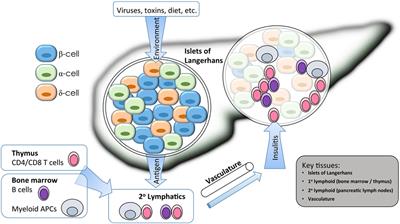 Isogenic Cellular Systems Model the Impact of Genetic Risk Variants in the Pathogenesis of Type 1 Diabetes